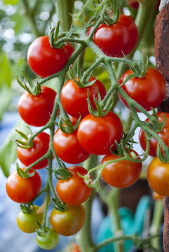 Rote Tomaten an einem Tomatenstrauch, Freilandanbau, Paradeiser, Solanum lycopersicum 