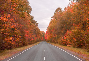 Obraz premium Autumn road and beautiful scenery along the sides of the road. bright trees 
