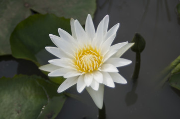 White lotus flower blooming in the lake