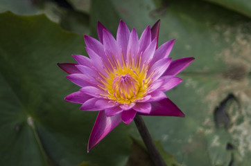 Pink lotus flower blooming in the lake