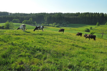 Bydło © Rafa