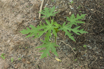 Small papaya tree on top view.