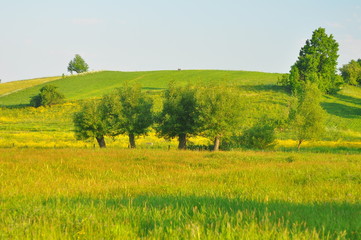 Drzewa na polu © Rafa