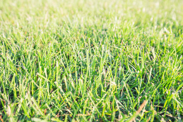 Green grass / background