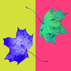 Fall maple leaves background in vintage style. Autumn arrives. Fantasy colorful backdrop