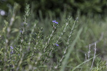 Blue lagoon rosemary with blue purple flowers from side © ksu_bu