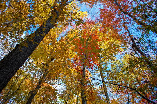 Looking up at tall trees with yellow and red leaves in fall