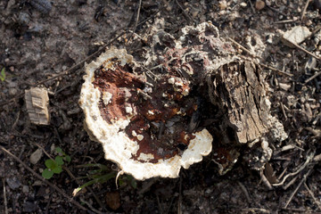 Mushrooms on the dry tree.
