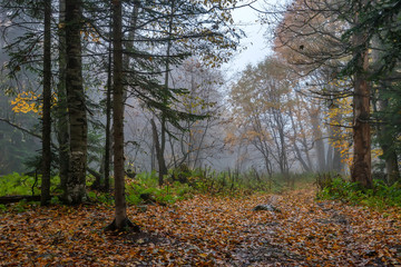 Fototapeta premium Scenic landscape of autumn forest