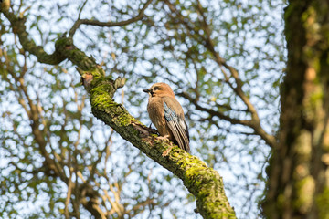 Garrulus glandarius on a branch