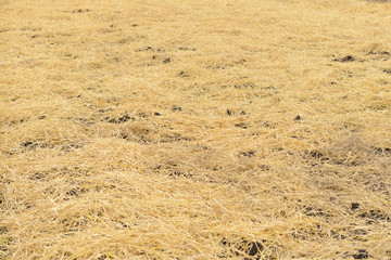 dry yellow straw spread on the ground