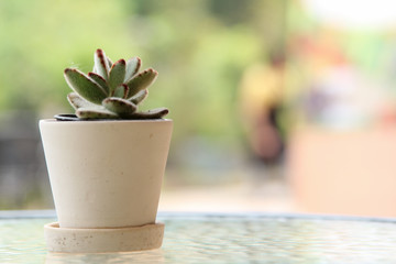 Cactus in a white pot on a glass table.