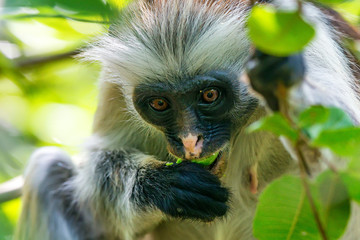 Zanzibar red colobus or Procolobus kirkii