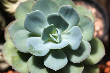 Overhead or top view of the succulents plant.