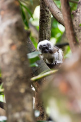 Cotton top tamarin playing on a tree