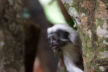Cotton top tamarin playing on a tree