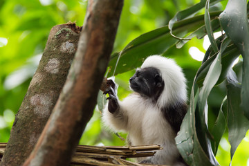 Cotton top tamarin playing on a tree