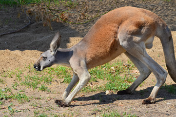 Naklejka na ściany i meble Kangaroo in the outdoors