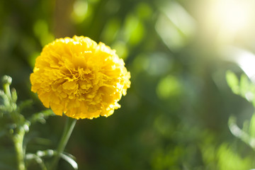 Yellow marigold flower in garden.