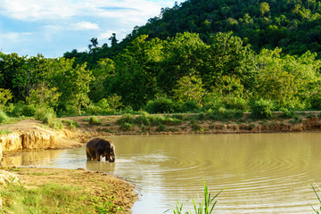 beautiful amazing scene of one large wild elephant is standing and is going to swim in a large pool inside a national park with blue sky and cloud.