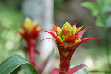 Closeup image of red pineapple flower.