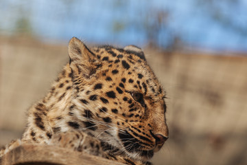 Cheetah
