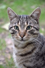 Домашние животные (Кошки)