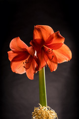Red amaryllis bloom with stripes. Natural blooming flower blossom. Hippeastrum isolated on the gray background. Celebration card