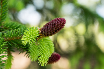 Red spruce cone and green fir tree