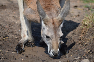 Kangaroo in the outdoors