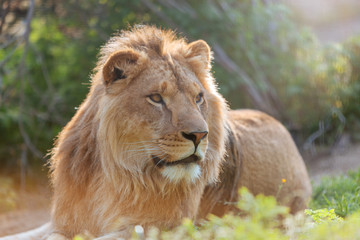 Lion 