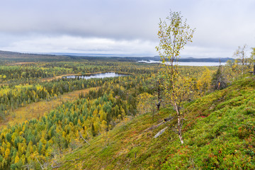 Fototapeta na wymiar Mountains, forests, lakes view in autumn. Fall colors - ruska time in Konttainen. One part of Karhunkierros Trail. National park in Finland. Lapland, Nordic countries in Europe