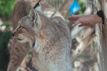 Bobcat