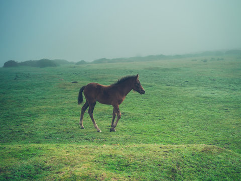 Horse running on the moor in fog