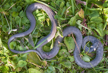 Obraz premium snake