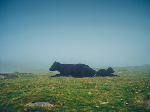 Cow and calf on the moor in fog