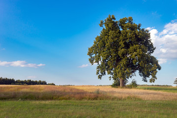 Fototapeta premium Lonely tree on the field in summer day