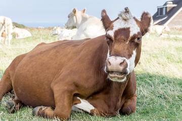 Cow on the grass