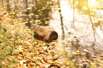 Floating Log with Autumn Leaves in the old pond