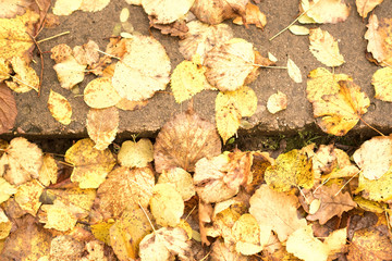 Stone stair path through fall colored trees.