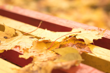 A fallen yellow leaves on a wooden bench in the park. Autumn season.