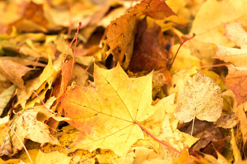 Colorful backround image of fallen autumn leaves perfect for seasonal use