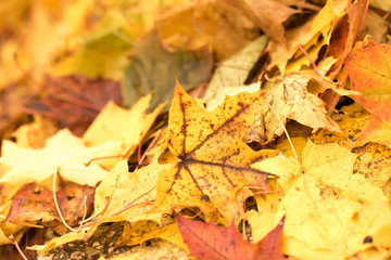 Fototapeta na wymiar Colorful backround image of fallen autumn leaves perfect for seasonal use