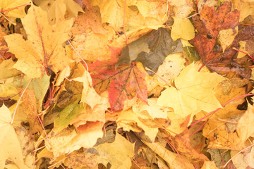 Colorful backround image of fallen autumn leaves perfect for seasonal use