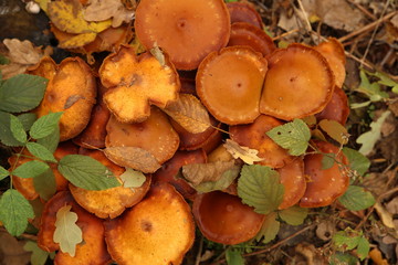 Mushrooms in the forest– stock image