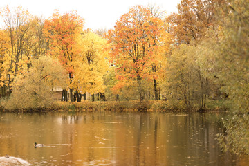 Fototapeta na wymiar Autumn forest reflected in water. Colorful autumn morning. Colourful autumn morning lake. Colorful autumn landscape.