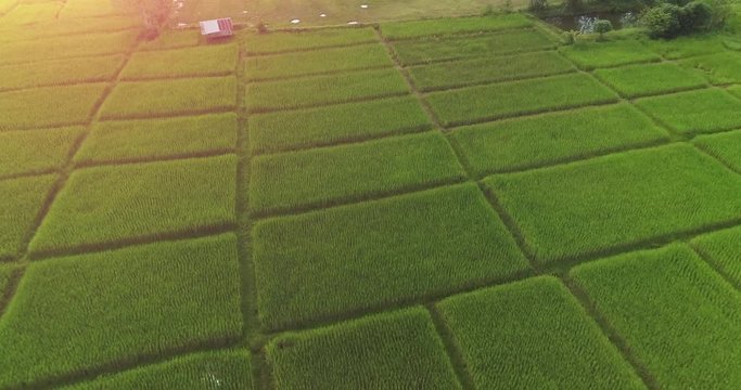 4K Aerial view of the green rice field pattern ,THAILAND