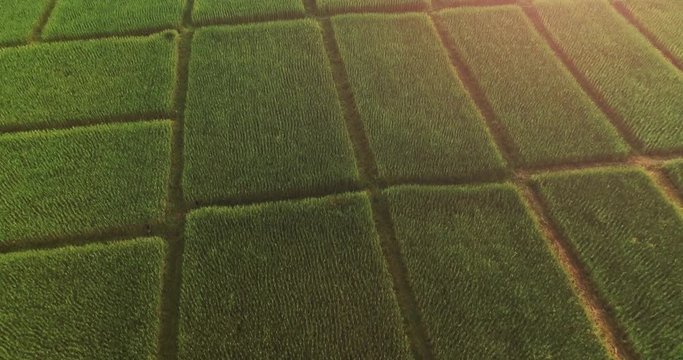4K Aerial view of the green rice field pattern ,THAILAND