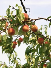 Organic peach/Jura,France
