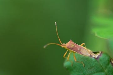 Stink Bugs